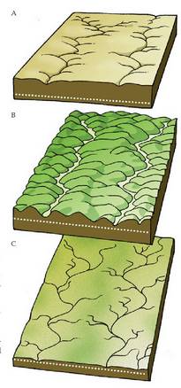 Lurraren gainaldearen higadura nola gertatzen den gaztaroan (A), helduaroan (B) eta zahartzaroan (C).<br><br>